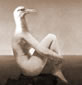 Muller gaivota
