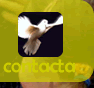 contacta con nós